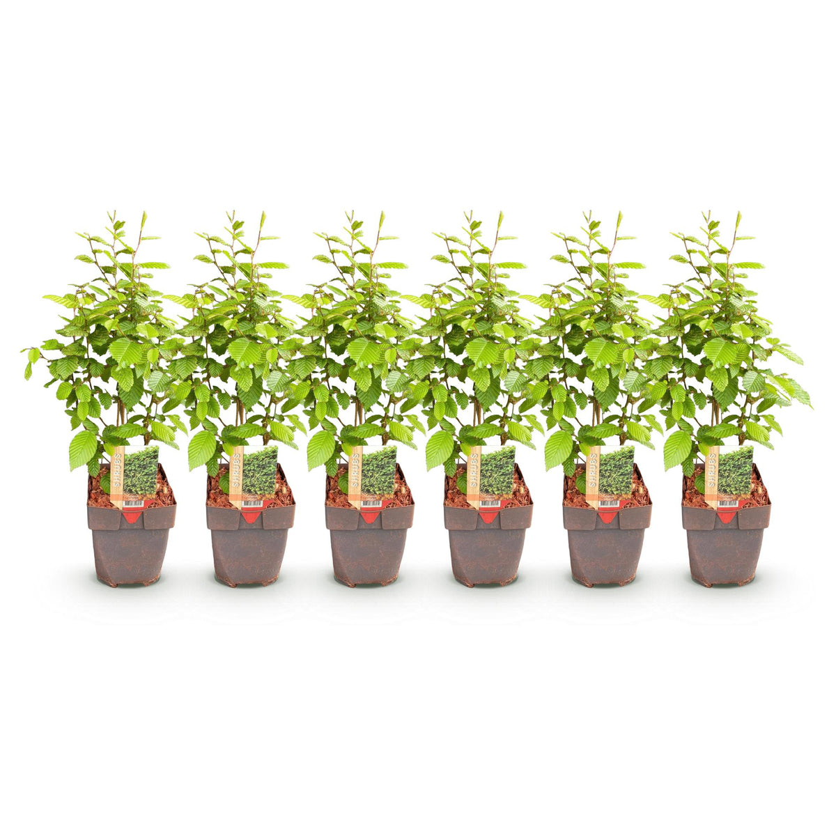 Carpinus betulus (haagbeuk) – 6 planten, Ø17 cm, 55 cm hoog