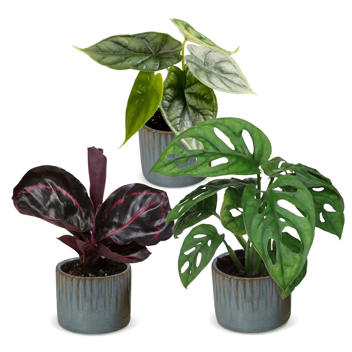 3× Babyplanter Jungle Mix incl. Linnea Misty Blue – Ø6 cm, 10–15 cm høj