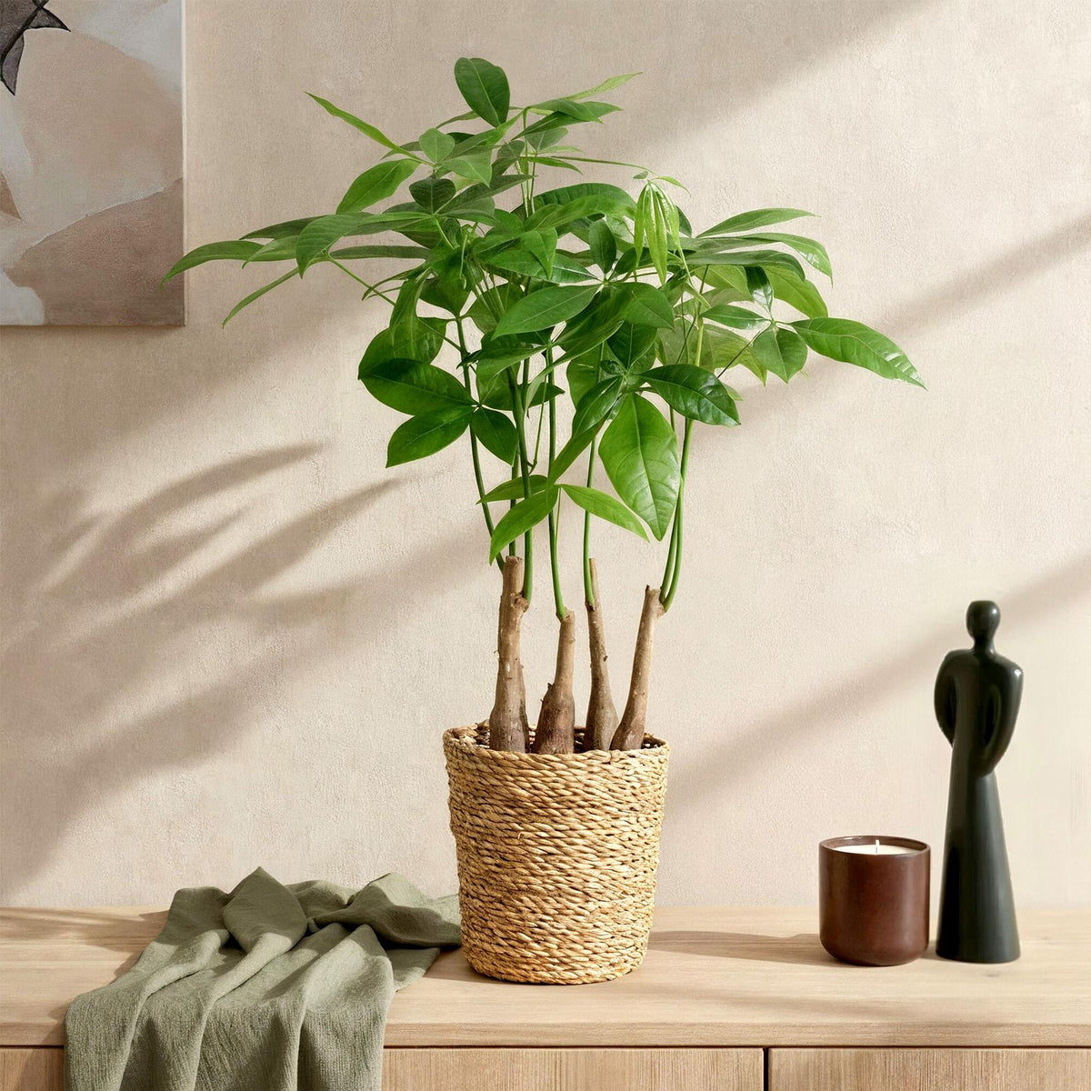 2× Pachira aquatica multi stam (geldboom) met mand – Ø17 cm, 50–55 cm hoog