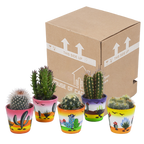 Kaktusmix (Cactaceae) – Ø6 cm, 13 cm høj