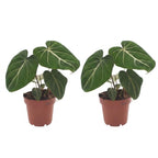 2× Philodendron gloriosum – Ø12 cm, 25 cm hoch