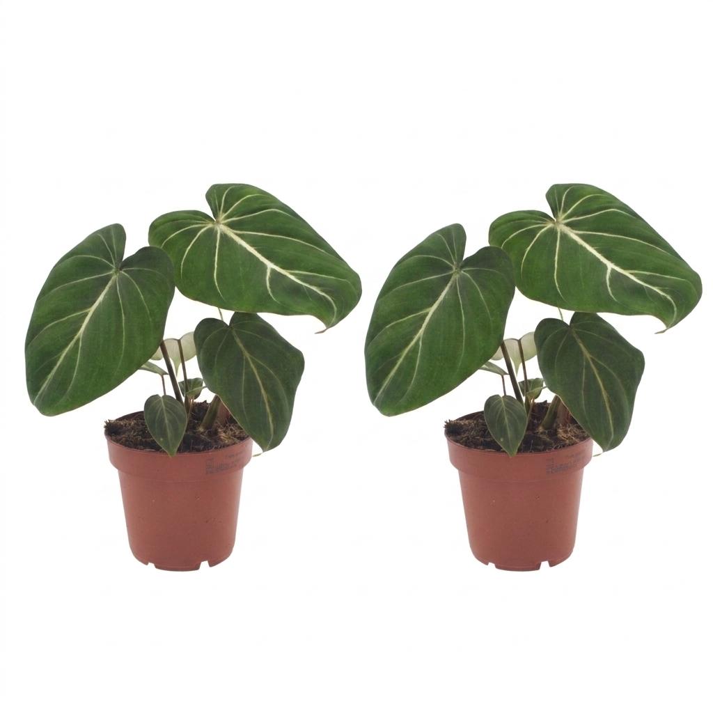 2× Philodendron gloriosum – Ø12 cm, 25 cm hoch