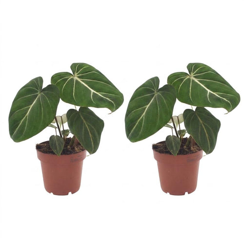 2× Philodendron gloriosum – Ø12 cm, 25 cm hoch