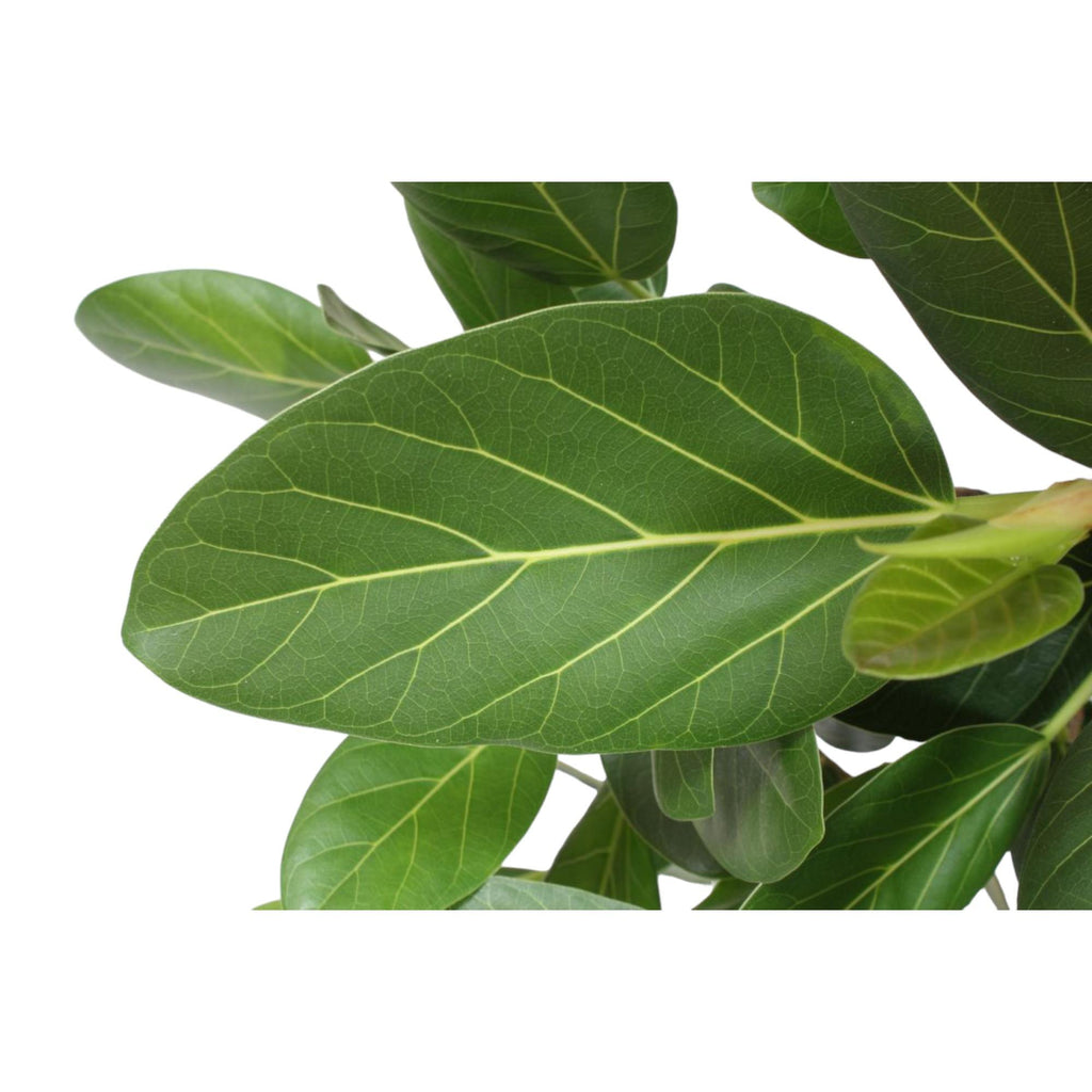 Ficus Benghalensis boom – Ø30 cm, 150 cm hoog