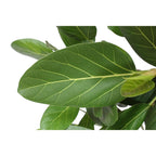 Ficus Benghalensis boom – Ø30 cm, 150 cm hoog