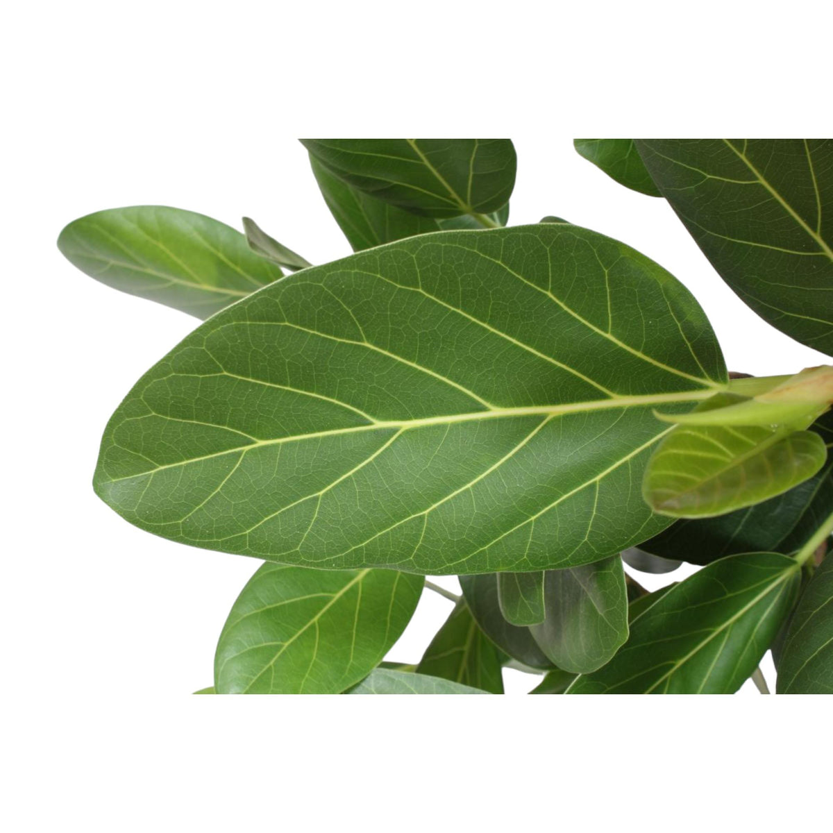 Ficus Benghalensis boom – Ø30 cm, 150 cm hoog
