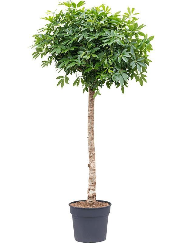 Schefflera op stam (vingersboom) – Ø40 cm, 200 cm hoog