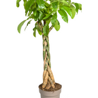 Pachira aquatica (geldboom) – Ø30 cm, 160–180 cm hoog