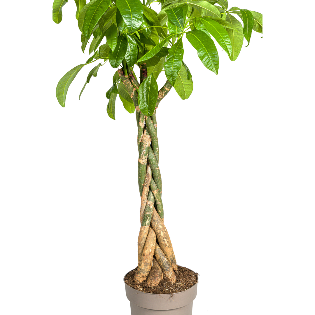 Pachira aquatica (geldboom) – Ø30 cm, 160–180 cm hoog