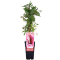 Parthenocissus q. (wild grape) – Ø15 cm, 65 cm high