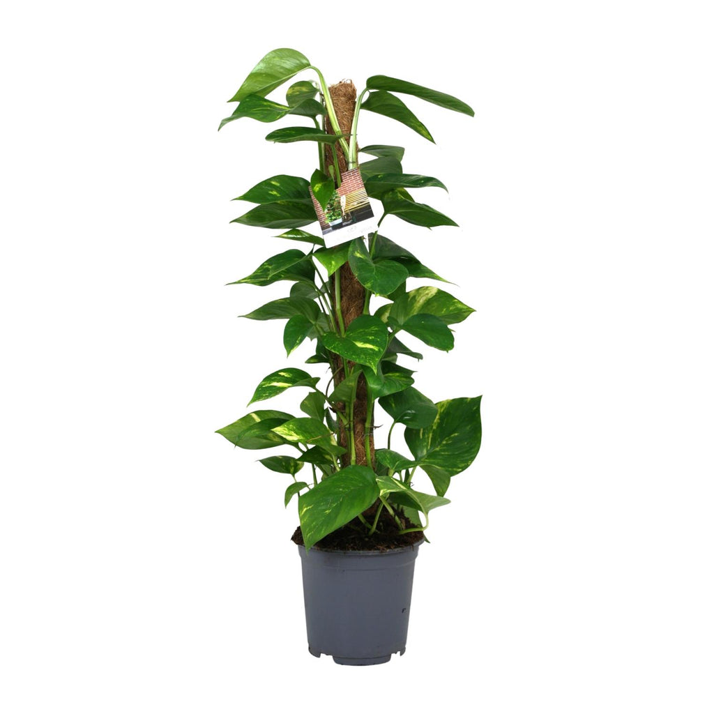 Scindapsus Epipremnum – Ø19 cm, 80 cm hoog