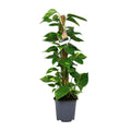 Scindapsus Epipremnum – Ø19 cm, 80 cm hoog
