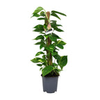 Scindapsus Epipremnum – Ø19 cm, 80 cm hoog