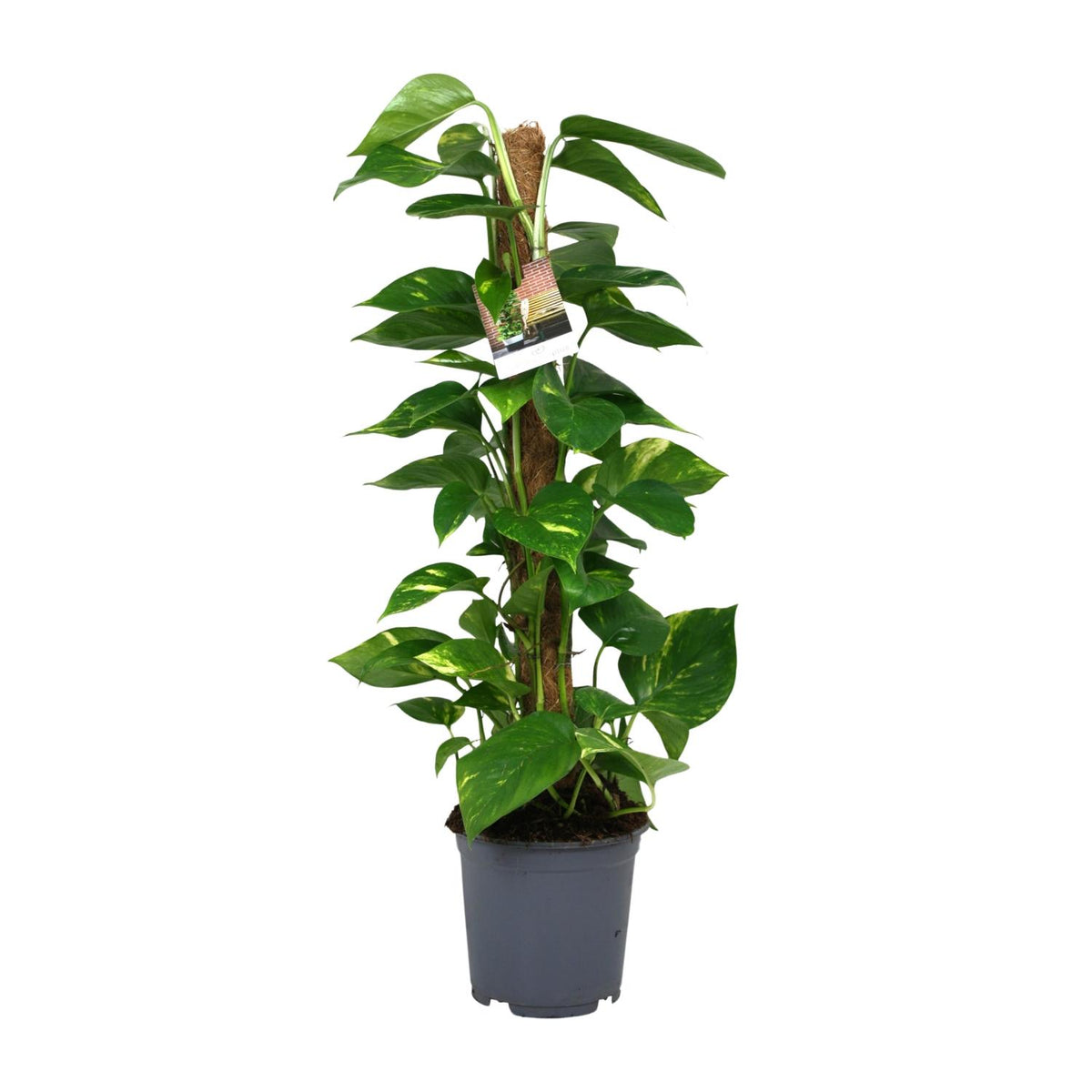 Scindapsus Epipremnum – Ø19 cm, 80 cm hoog