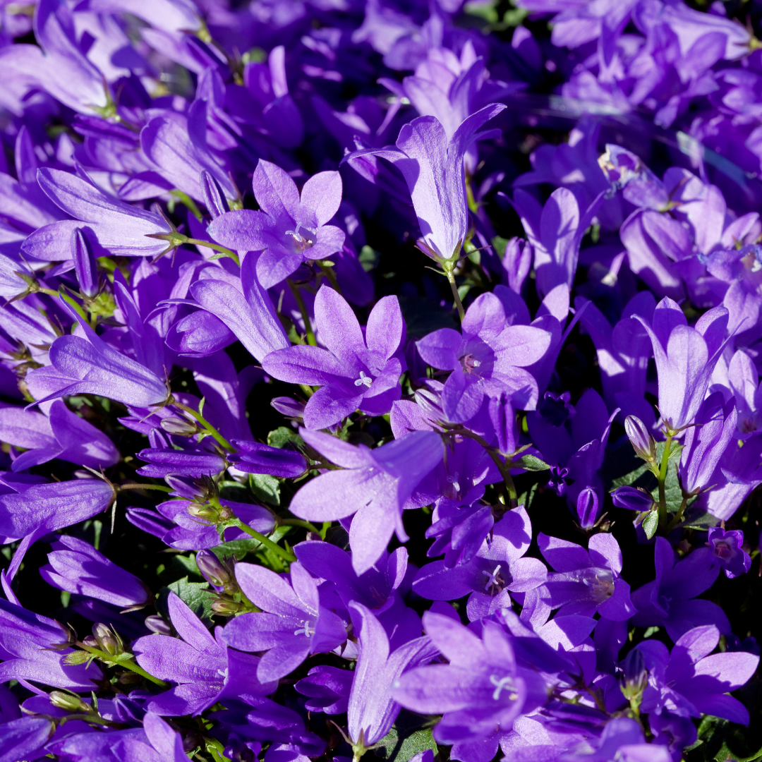 Campanula pers. 'Coerulea' (klokjesbloem) – 12 planten, Ø9 cm, 10–25 cm hoog