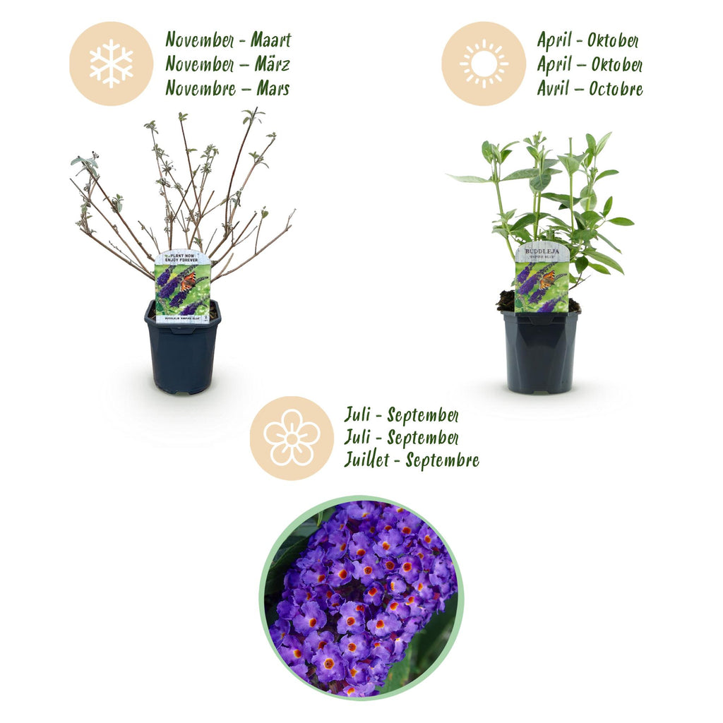Buddleja davidii 'Empire Blue' (vlinderstruik) – blauw – Ø17 cm, 45 cm hoog