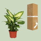 Dieffenbachia Camilla – Ø12 cm, 35 cm hoog