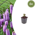 Liatris spicata (liatris épigyne) – 6 plantes, Ø9 cm, 10–25 cm de haut