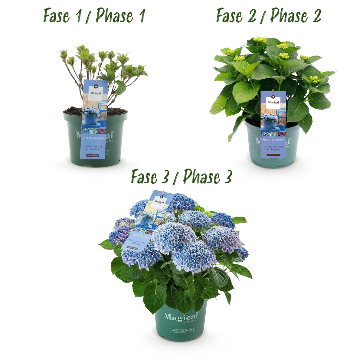Hydrangea 'Magical Revolution Blue' (hortensia) – blauw – 2 planten, Ø23 cm, 55 cm hoog