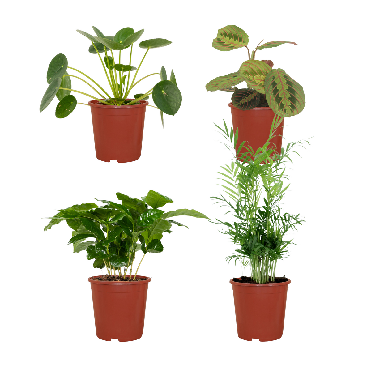 4× Plantemiks – Ø12 cm, 20–40 cm høj – dyrevenlig