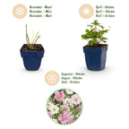 Anémone « Tricolour » (anémone d’automne) – rose foncé et blanc – 12 plants, Ø 11 cm, 15 à 25 cm de haut