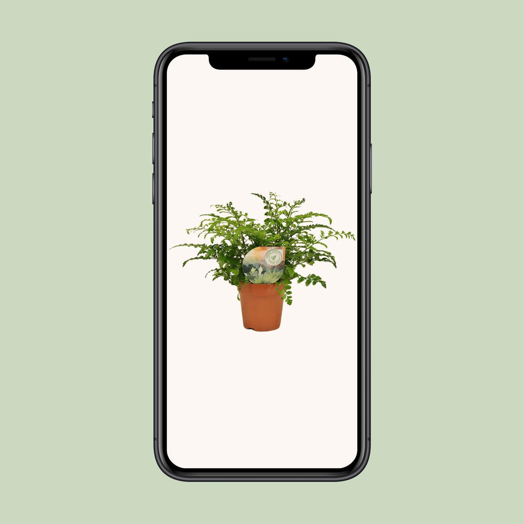 Asplenium Parvati (Vogelnestfarn) – Ø12 cm, 35 cm hoch