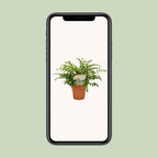 Asplenium Parvati (Vogelnestfarn) – Ø12 cm, 35 cm hoch