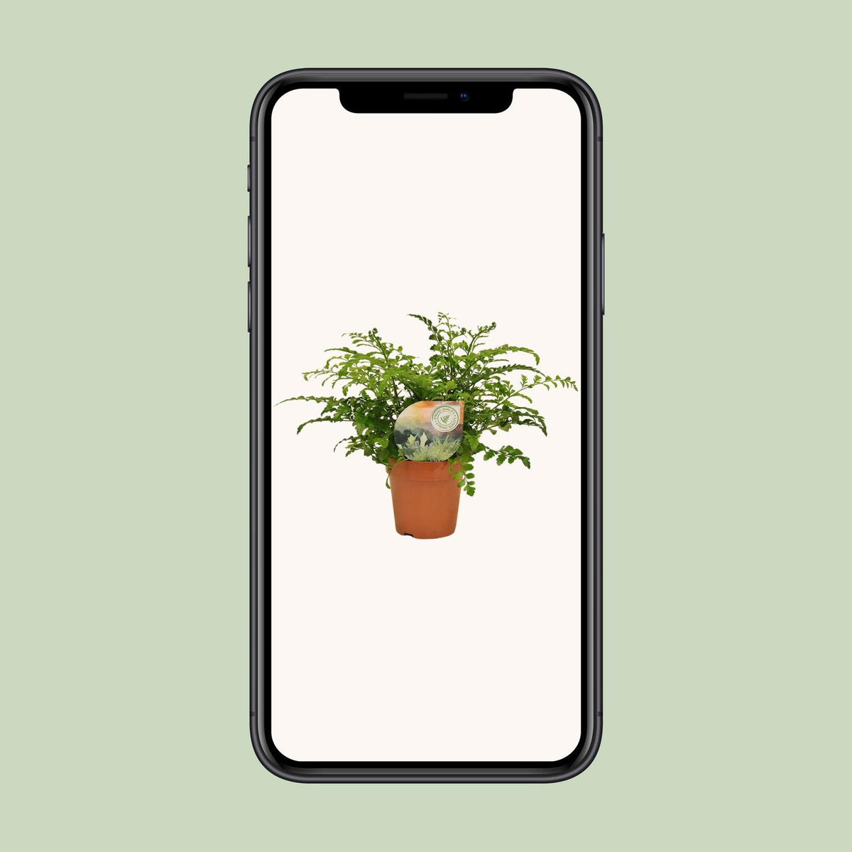 Asplenium Parvati (Vogelnestfarn) – Ø12 cm, 35 cm hoch