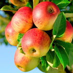 Malus domestica 'Jonagold' (Apfelbaum) – Ø 21 cm, 90 cm hoch