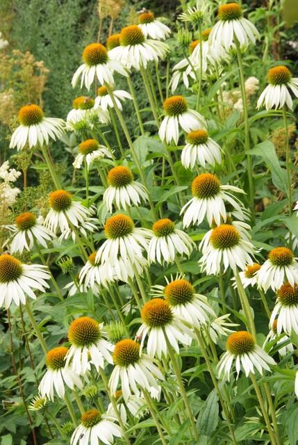 Echinacea p. 'White Swan' (coneflower) – 60 plants, Ø9 cm, 10–25 cm high