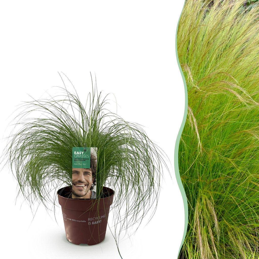 Stipa tenuifolia 'Pony Tails' (feather grass) – Ø17 cm, 50 cm high