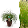 Stipa tenuifolia 'Pony Tails' (feather grass) – Ø17 cm, 50 cm high