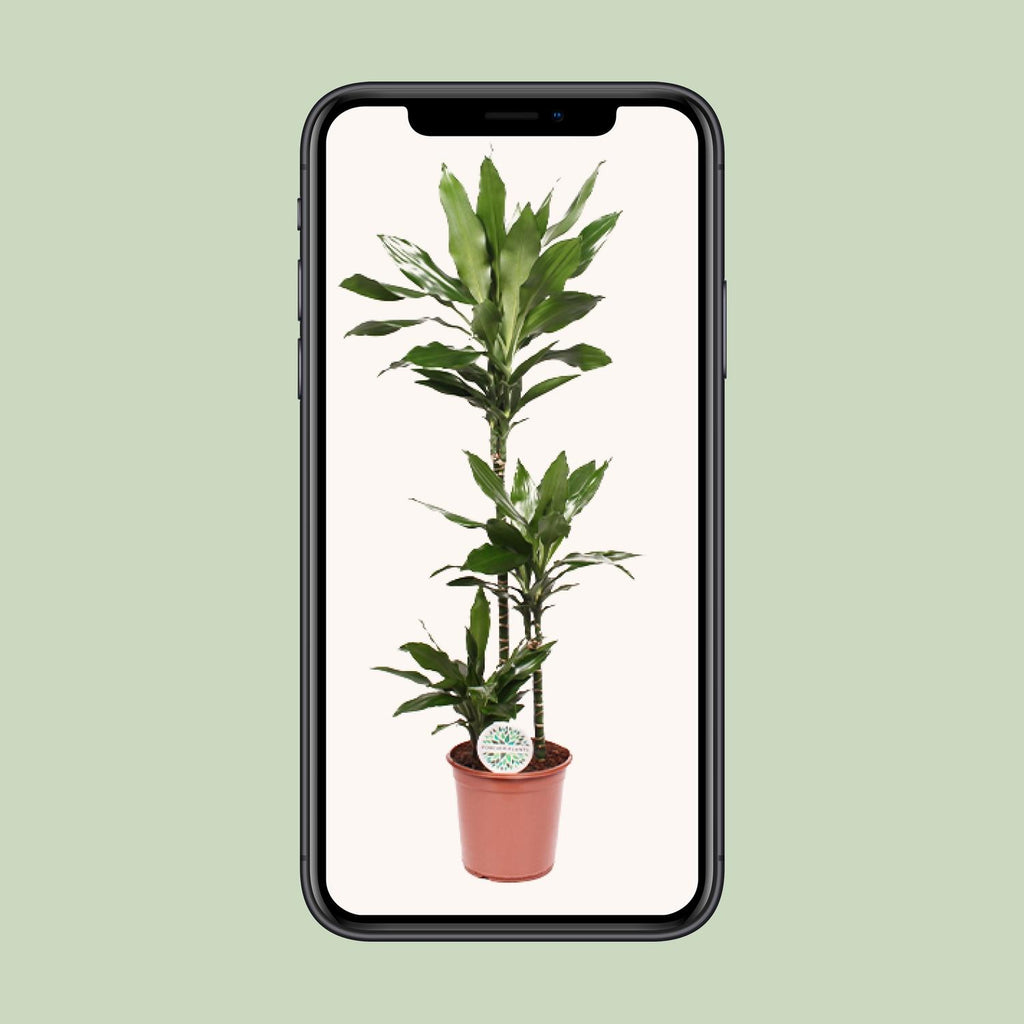 Dracaena Janet Lind (Drachenbaum) – Ø 24 cm, 130 cm hoch