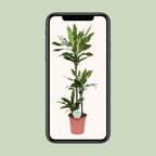 Dracaena Janet Lind (Drachenbaum) – Ø 24 cm, 130 cm hoch
