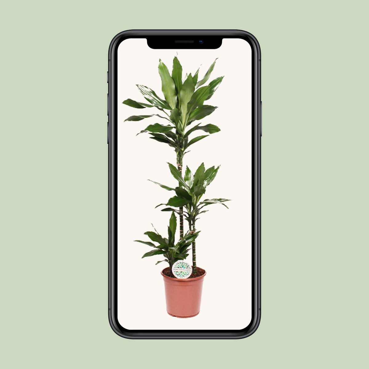 Dracaena Janet Lind (drakenboom) – Ø24 cm, 130 cm hoog