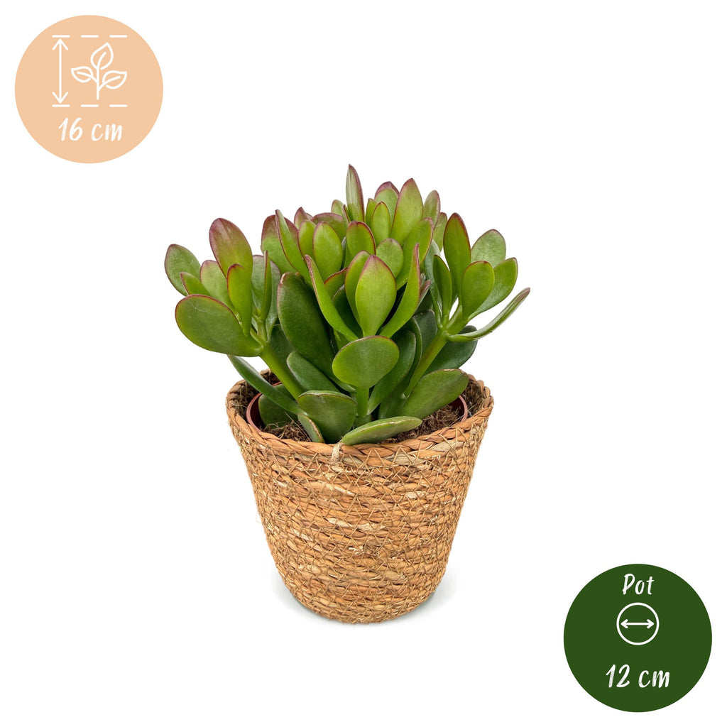 Crassula ovata (plante de jade) avec panier – Ø12 cm, 16 cm de haut