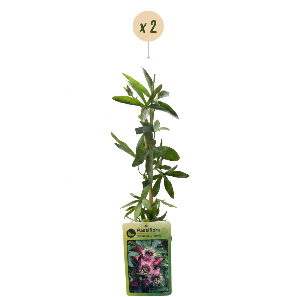 Passiflora 'Victoria' (passiflore) – rouge-rose – 2 plantes, Ø9 cm, 35 cm de haut – photo 2