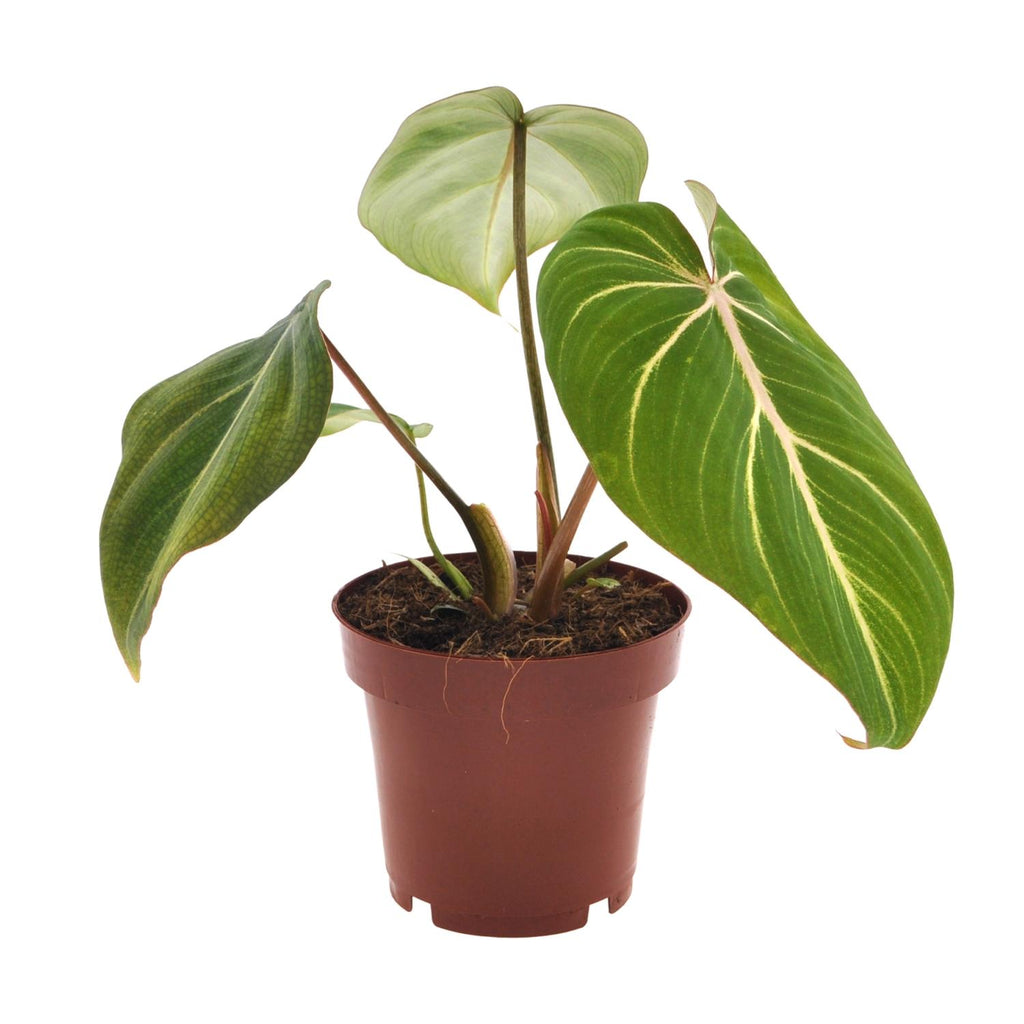 Philodendron selloum Atom – Ø12 cm, 25 cm hoog