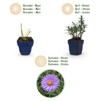 Aster 'Mittelmeer' – lila – Ø11 cm, 15–25 cm hoch