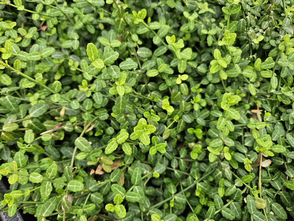 Euonymus fort. 'Minimus' (osier cardinaux) – 6 plants, Ø9 cm, 10–25 cm de haut