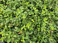 Euonymus fort. 'Minimus' (osier cardinaux) – 6 plants, Ø9 cm, 10–25 cm de haut