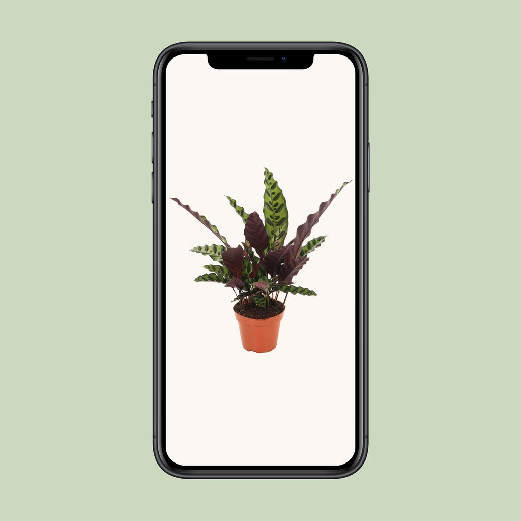 Calathea Insignis – Ø 12 cm, 30 cm hoch
