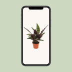 Calathea Insignis – Ø 12 cm, 30 cm hoch