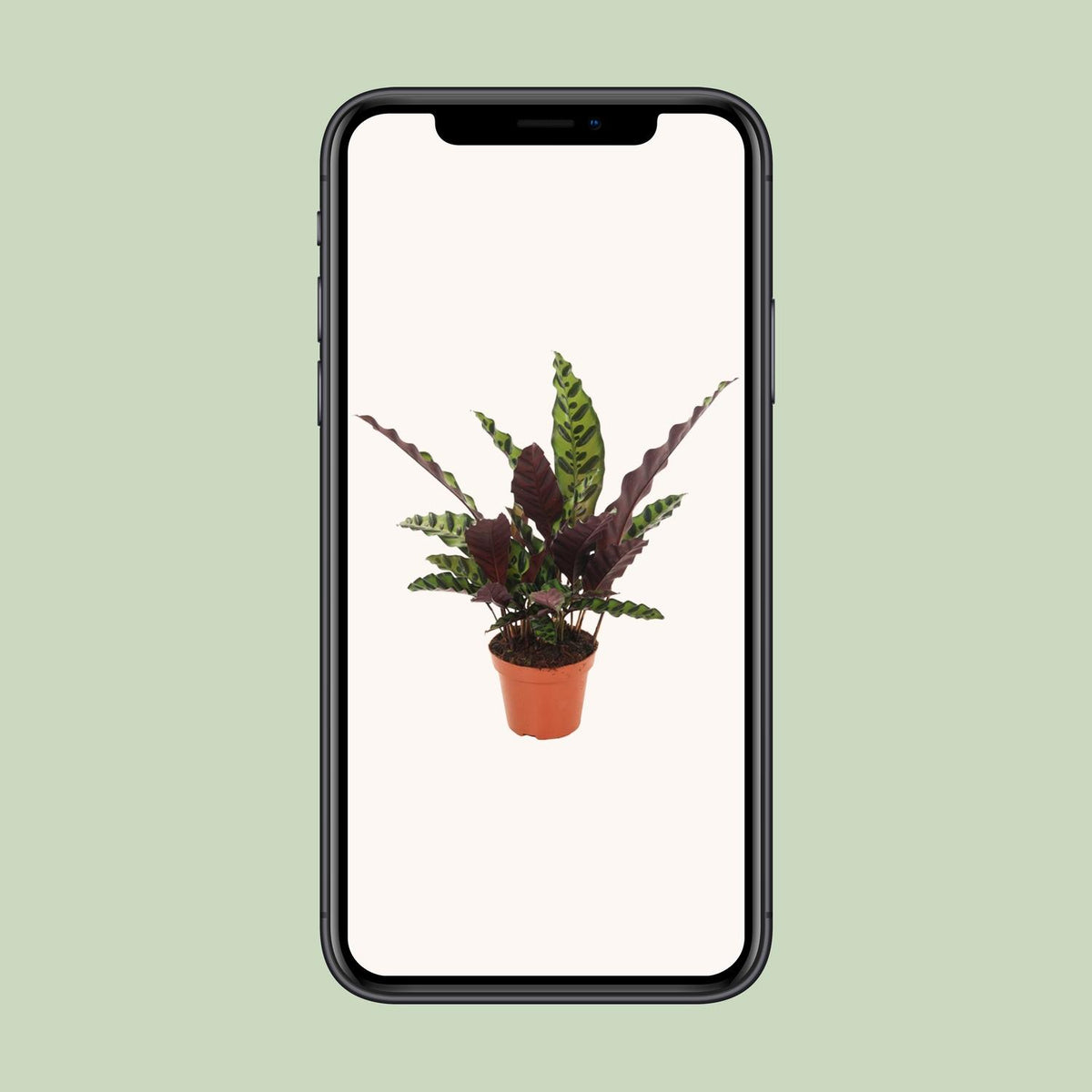 Calathea Insignis – Ø 12 cm, 30 cm hoch