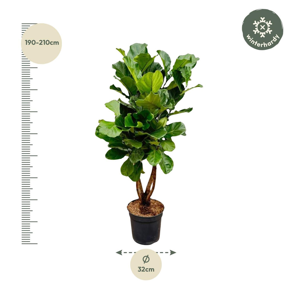 Ficus lyrata verzweigt XL (Geigenfeige) – Ø 34 cm, 170 cm hoch