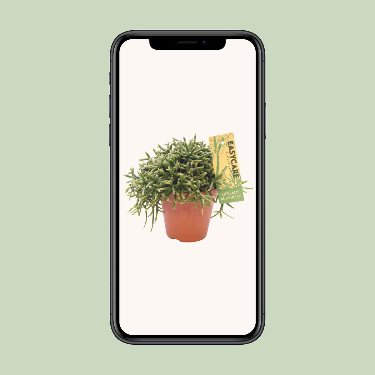 Rhipsalis Burchellii (koral-kaktus) – Ø12 cm, 15 cm høj