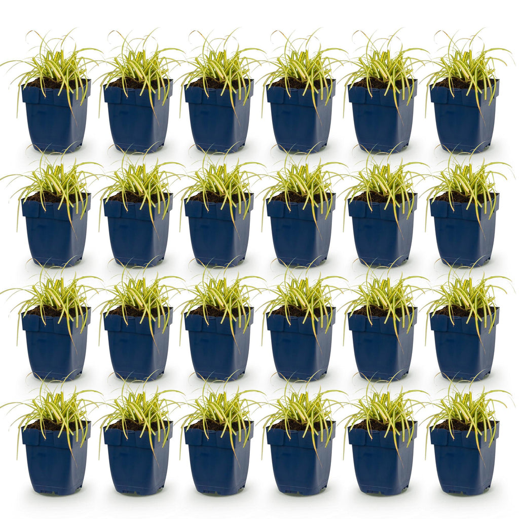 Carex oshimensis 'Evergold' (laîchaume du Japon) – 24 plants, Ø11 cm, 15–25 cm de haut – photo 2