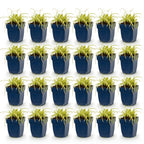 Carex oshimensis 'Evergold' (laîchaume du Japon) – 24 plants, Ø11 cm, 15–25 cm de haut
