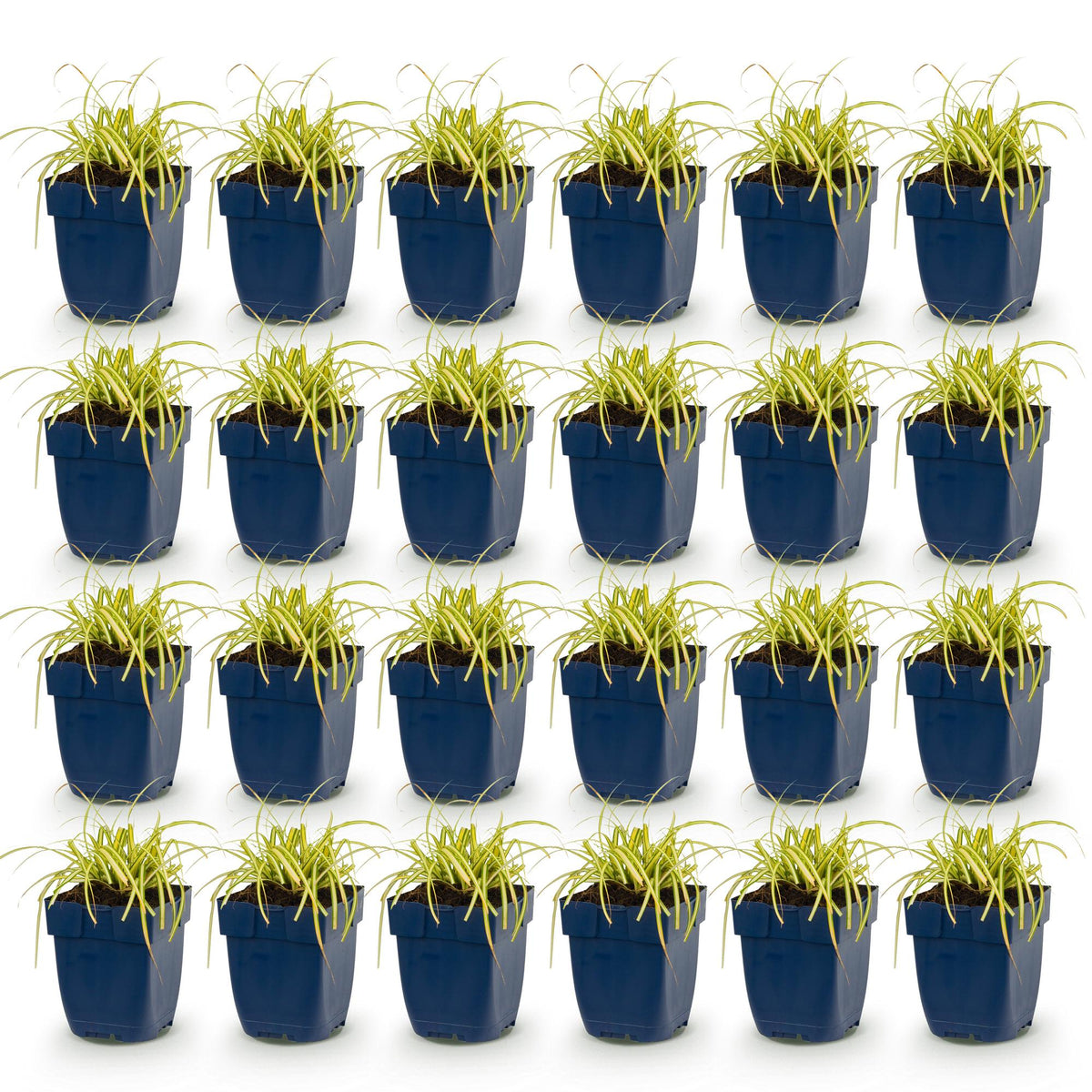 Carex oshimensis 'Evergold' (Japanse zegge) – 24 planten, Ø11 cm, 15–25 cm hoog