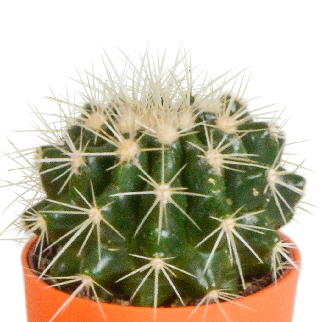 Mélange de cactus (Cactaceae) – Ø 6 cm, 16 cm de haut – photo 7